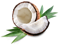 Coconut